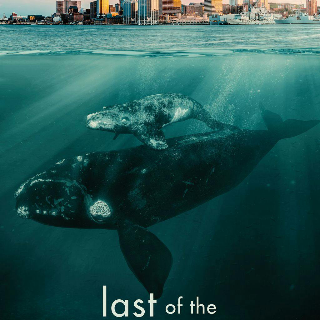 Last of the Right Whales: In-person Screening Event